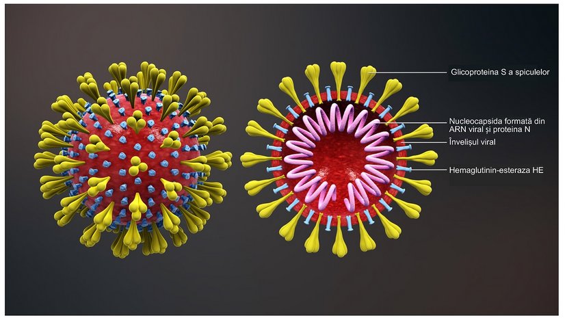 Coronavirus