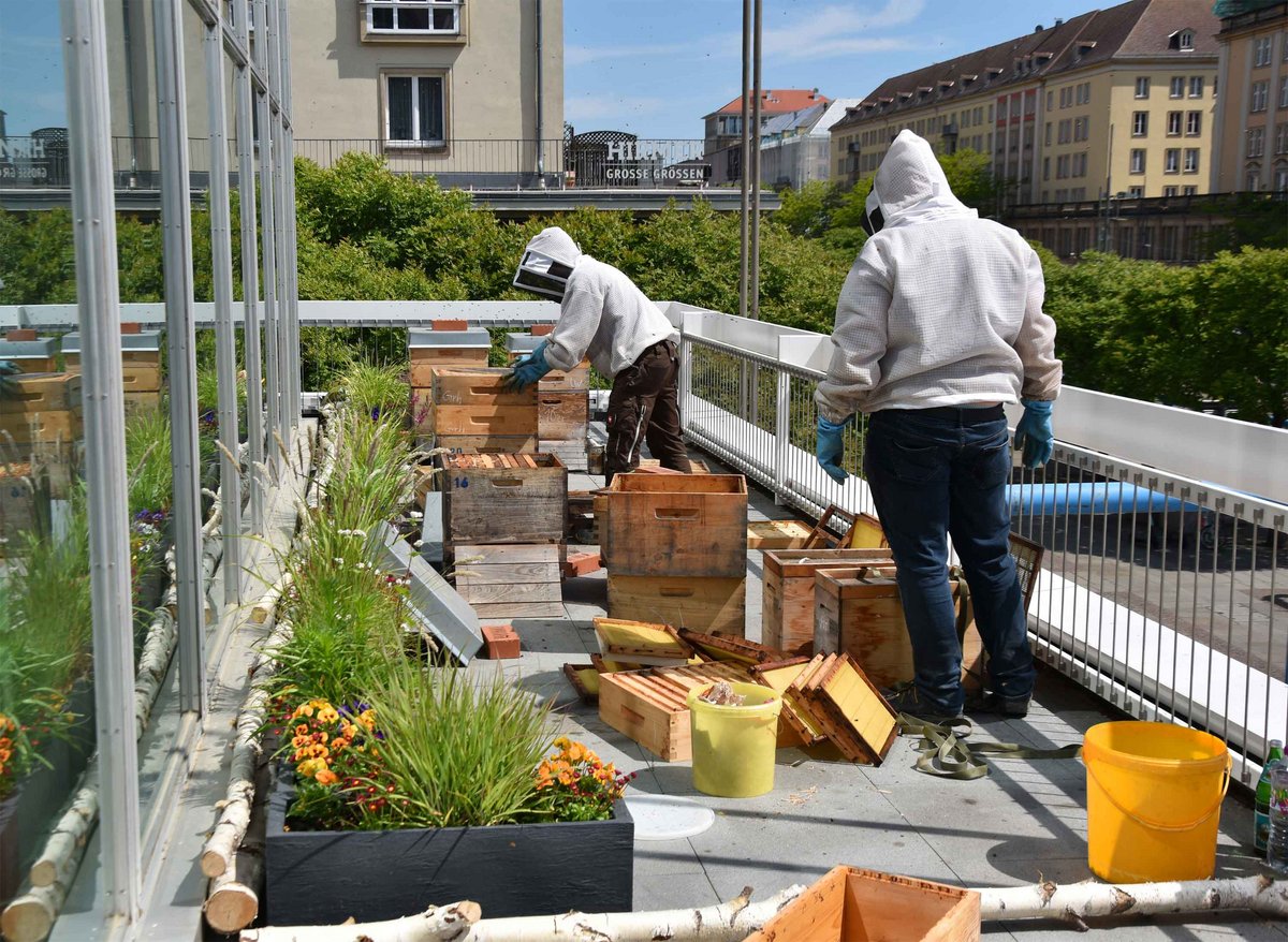 Auf den Kulturpalast in Dresden gibt es Bienenstöcke. Das Bild zeigt Imker bei der Arbeit.