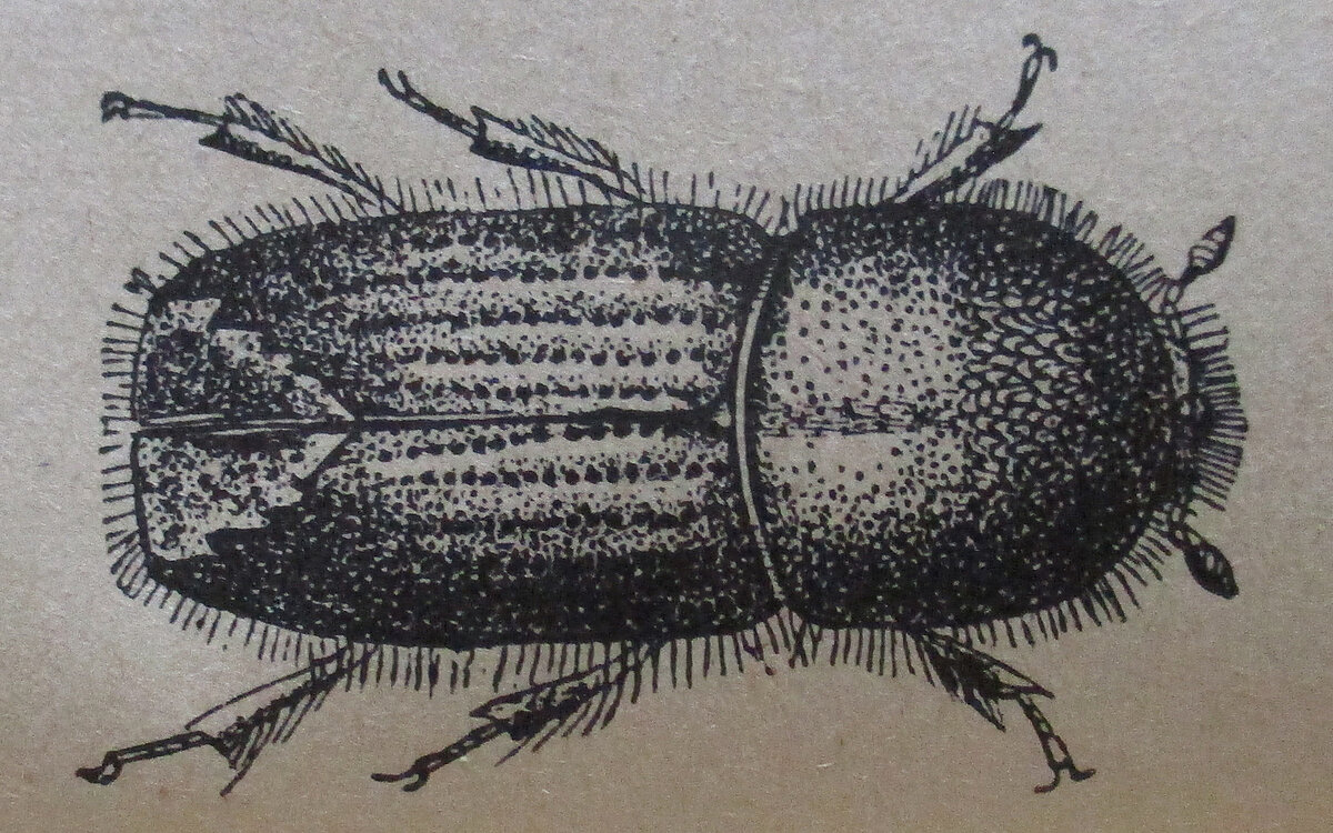 Der Buchdruckerkäfer (Ips typographus) als Inspirationsquelle. Fundstelle: Schwappach, Adam (Hg.): Illustriertes Forst-Wörterbuch. Neudamm: J. Neumann, 1924, S. 58.